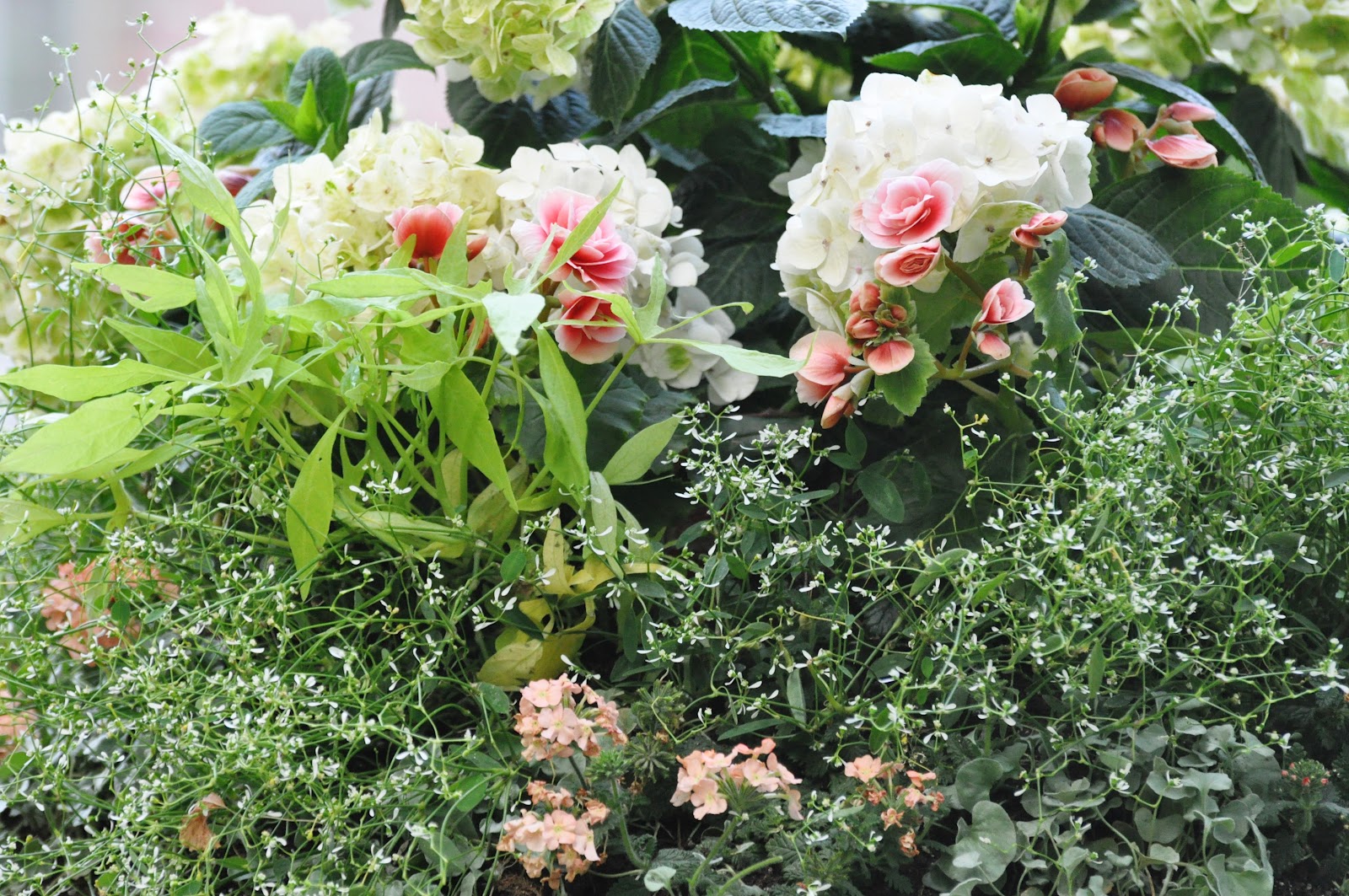 Product Image 1 Endless Summer Hydrangea Blushing Bride Endless