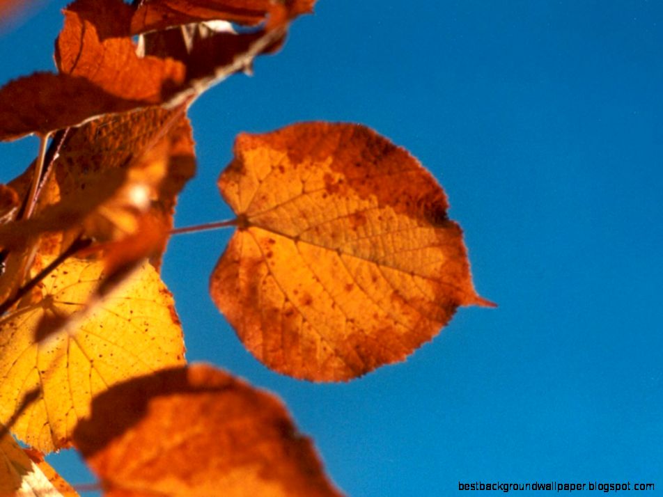 autumn leaf autumn leaf