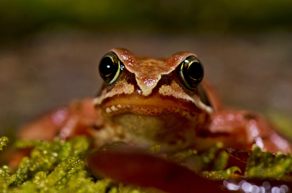 Rana bermeja, Rana temporaria, Common frog Rana bermeja, Rana temporaria, Common frog