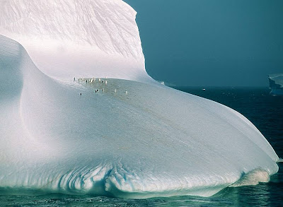 amazing antarctica