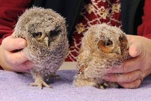 Eastern Screech Owl - Baby Owlets