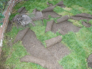 Feral Cat Food Opossum Feral Cat Food Opossum