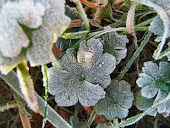 Frosty leaves 1