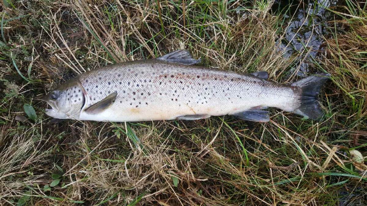 Salmon and Sea Trout 22/1/16