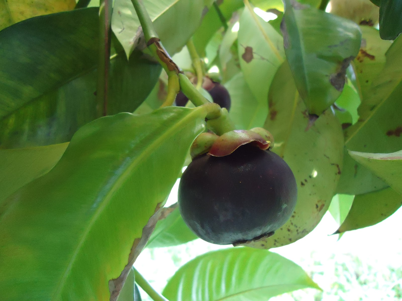 PERMATA HATIKU: Pertama kali anakku makan buah manggis!!