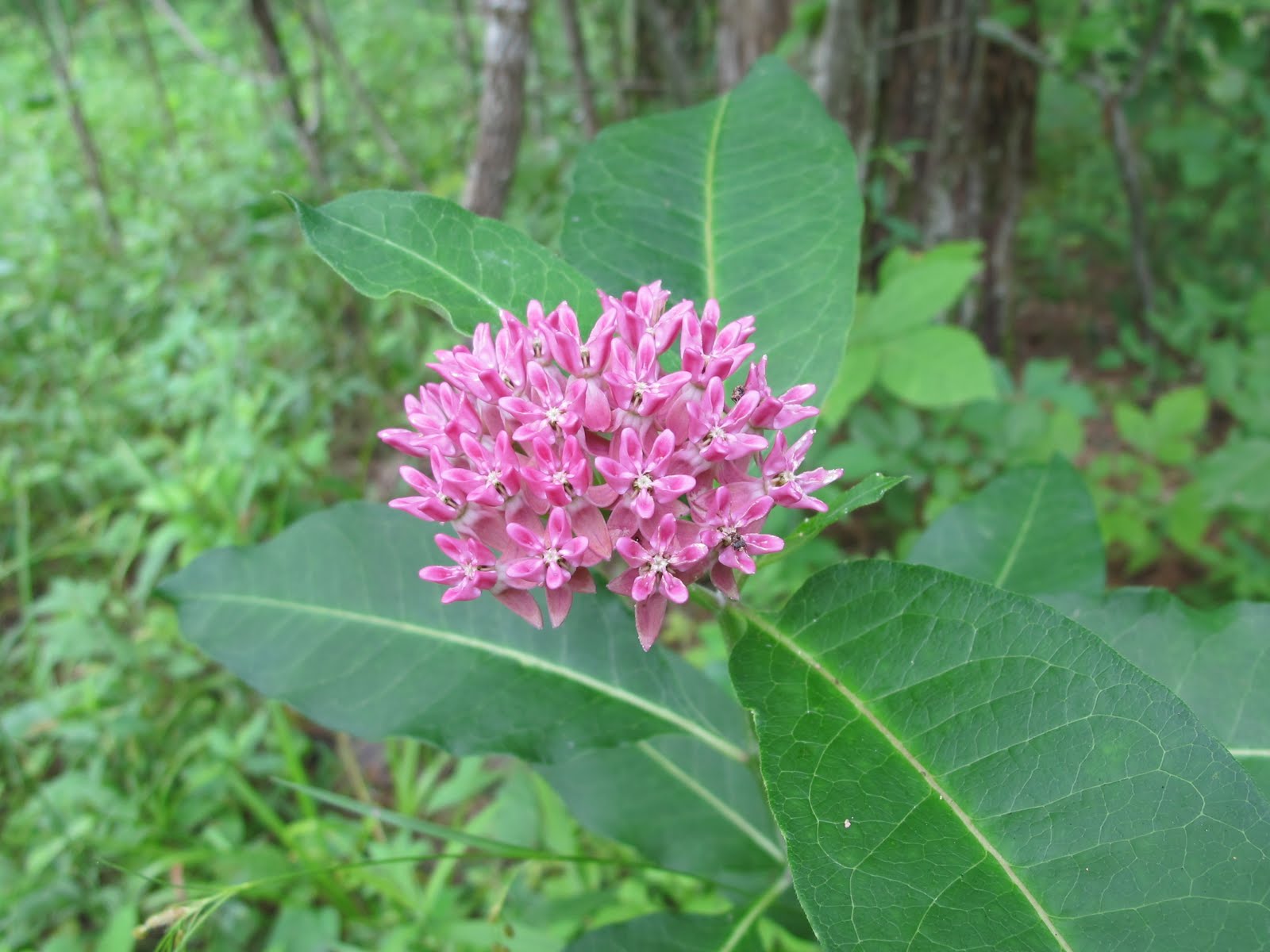Blue Jay Barrens Purple Milkweed
