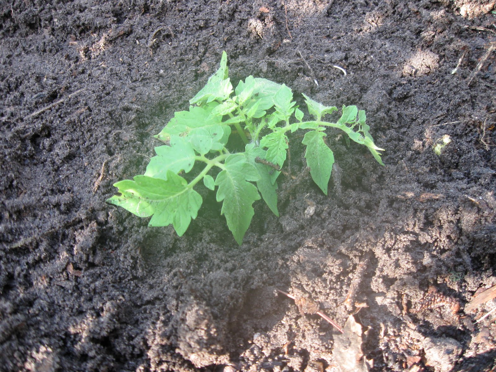 Growing Food in Florida How to transplant tomato seedlings Part 1