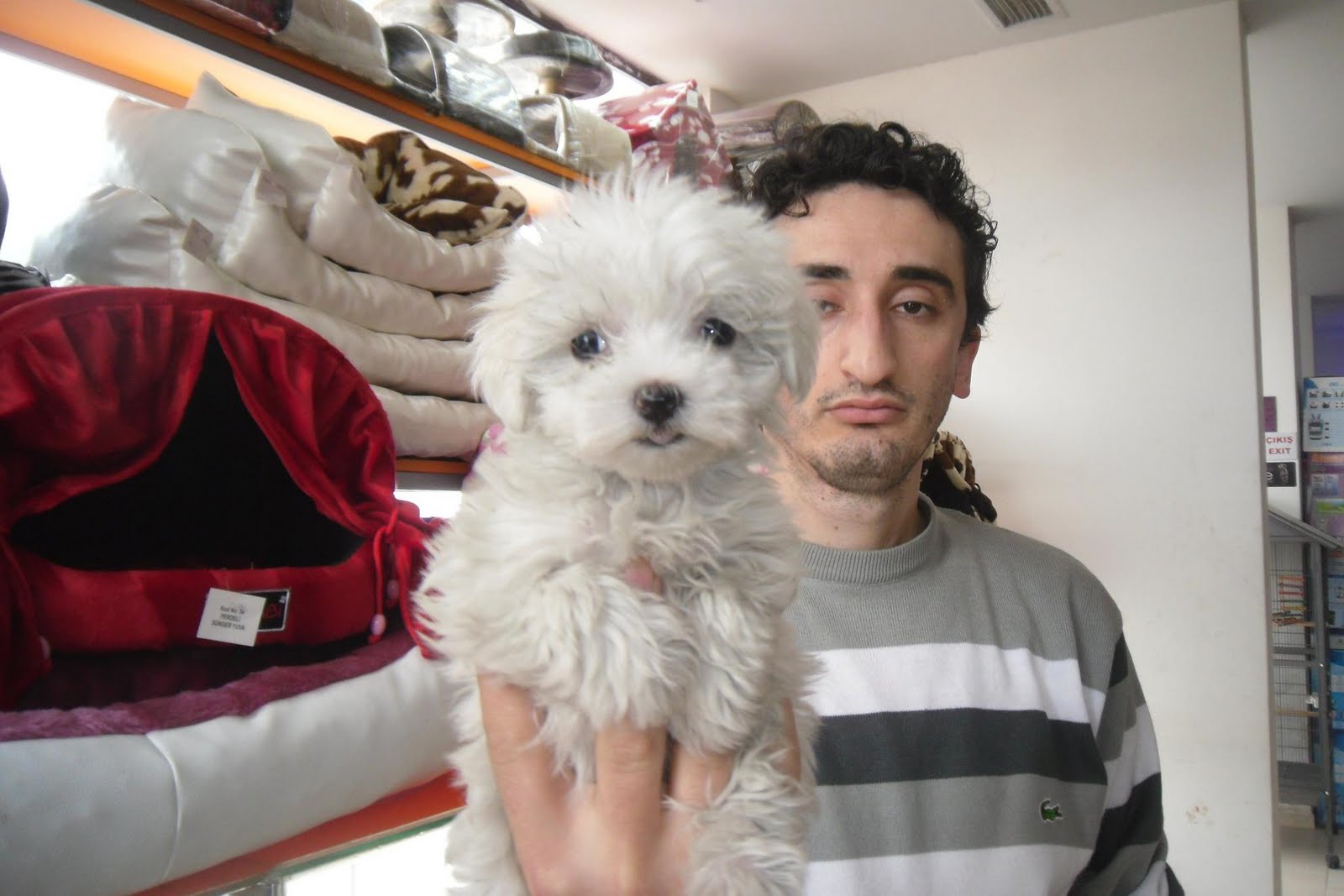 Evcilim Evcil Hayvan Merkezi Satılık Maltese Terrier Yavrularımız