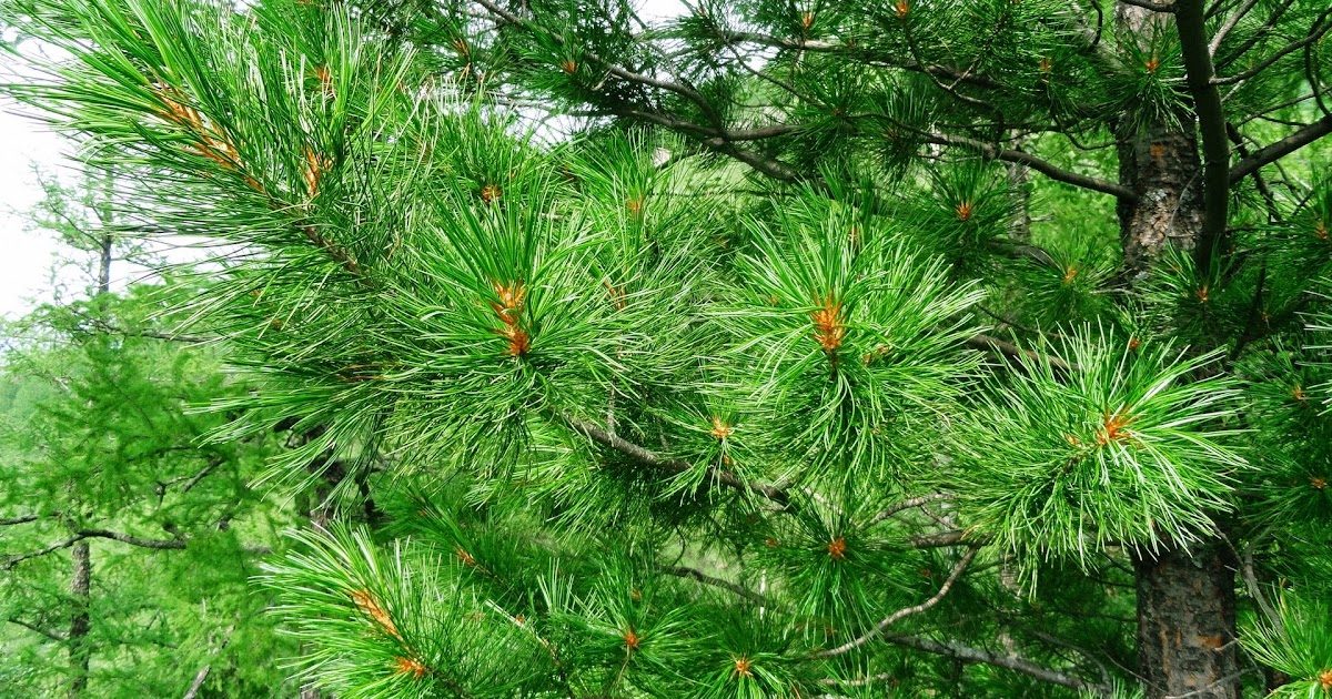 Resimleri - Manzara Resimleri - Bebek Resimleri - Çocuk Resimleri