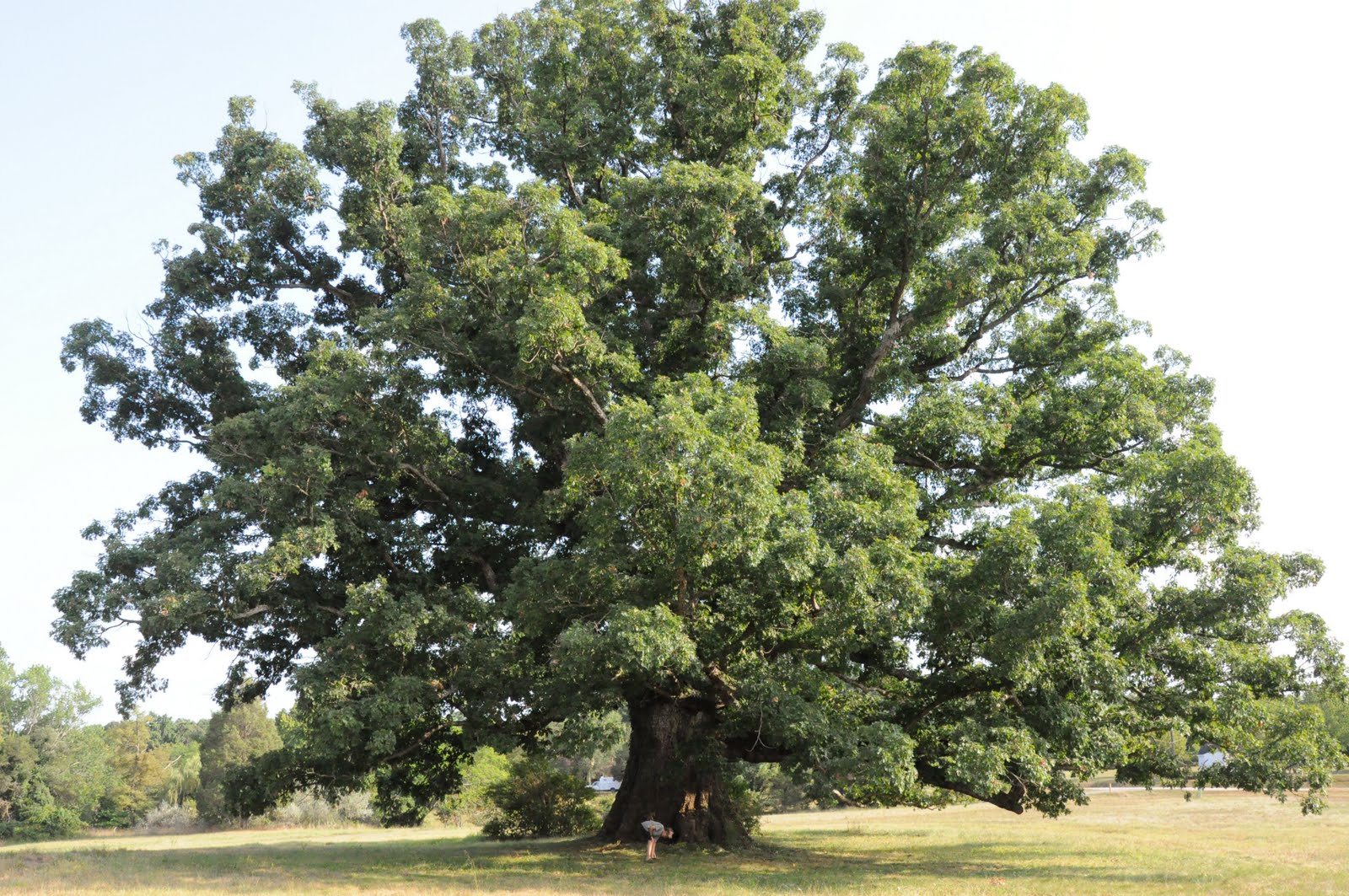 Remarkable Trees of Virginia The Earlysville Oak