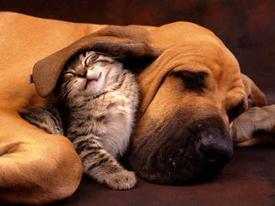 Cute Animals Cuddling