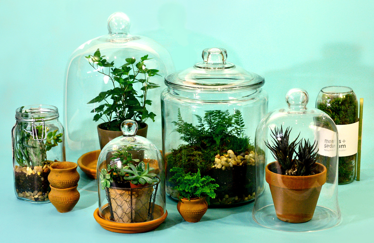glass plants, plants, cacti, tumblr, pinterest, pastel, pastel blog