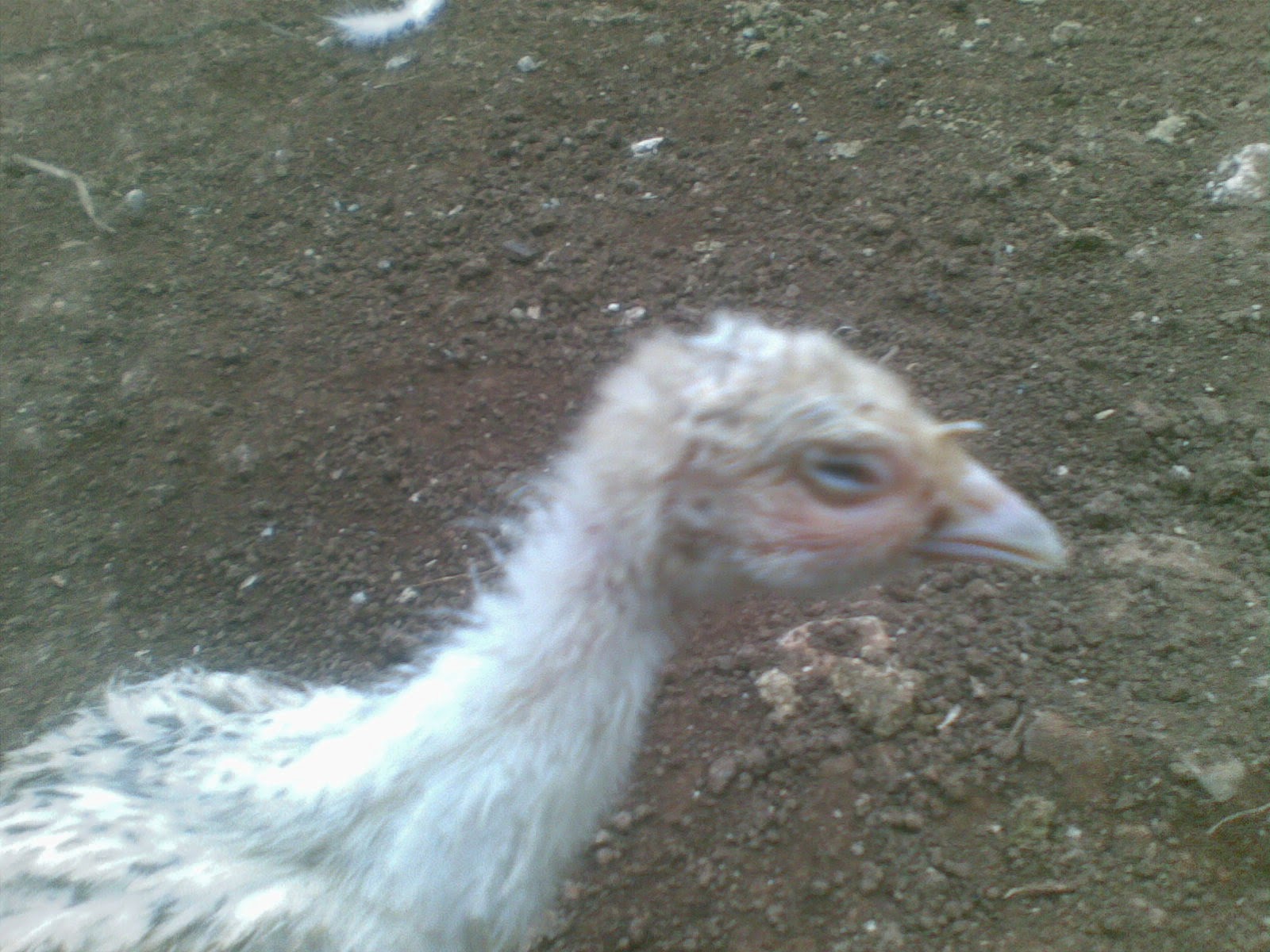 Kemitraan Ayam Kampung Penyakit Ayam Kalkun Pencegahan Dan Pengobatan Penyakit Snot Pada Ayam Kalkun