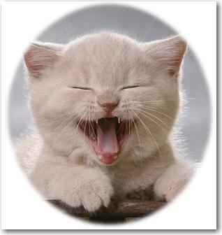pinkbizarre: Great Funny Pictures