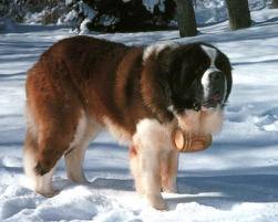 working st bernard