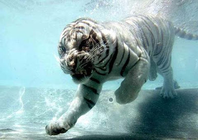White tiger pictures