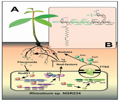 Kumpulan Laporan Praktikum Pengaruh Media Tanah Terhadap Bintil Akar Akasia Acacia Mangium