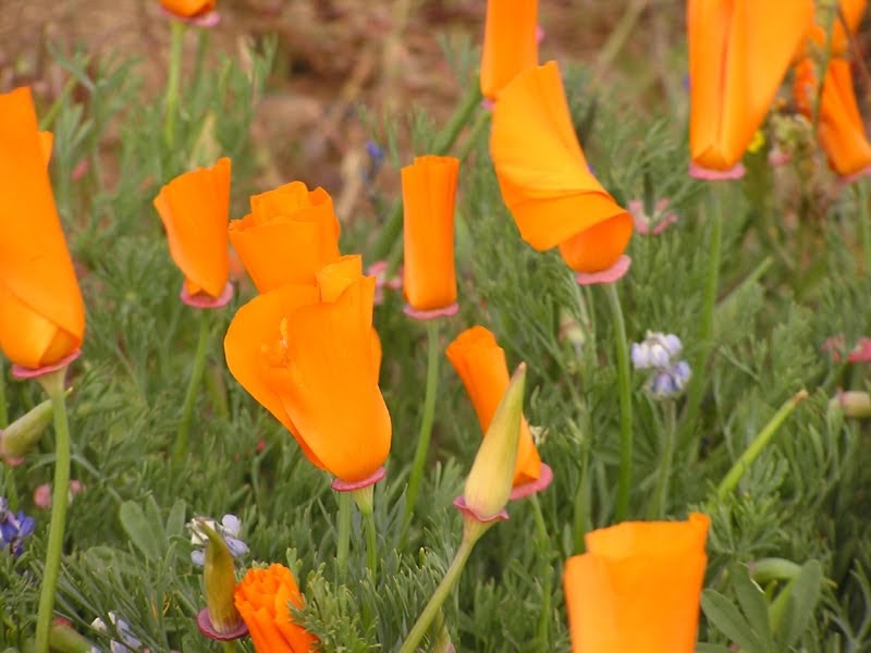 Antelope Valley California Poppy Fields ~ California Road Trip