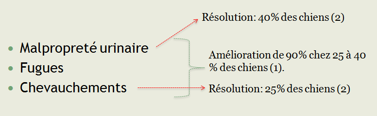 rencontre deux chiens males
