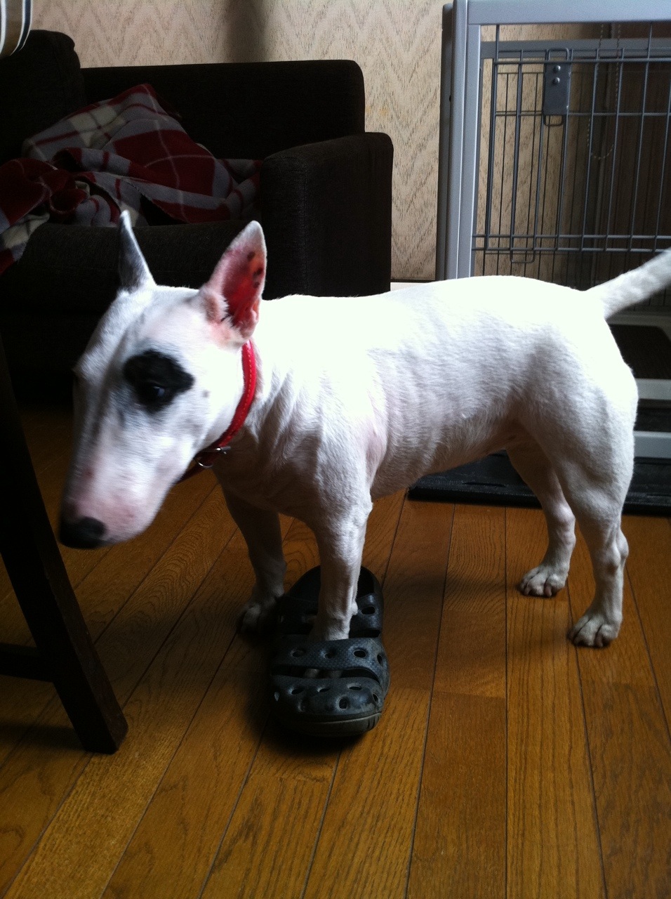 My Name Is Candy ミニチュアブルテリア Candyのブログ サンダルをはいた犬