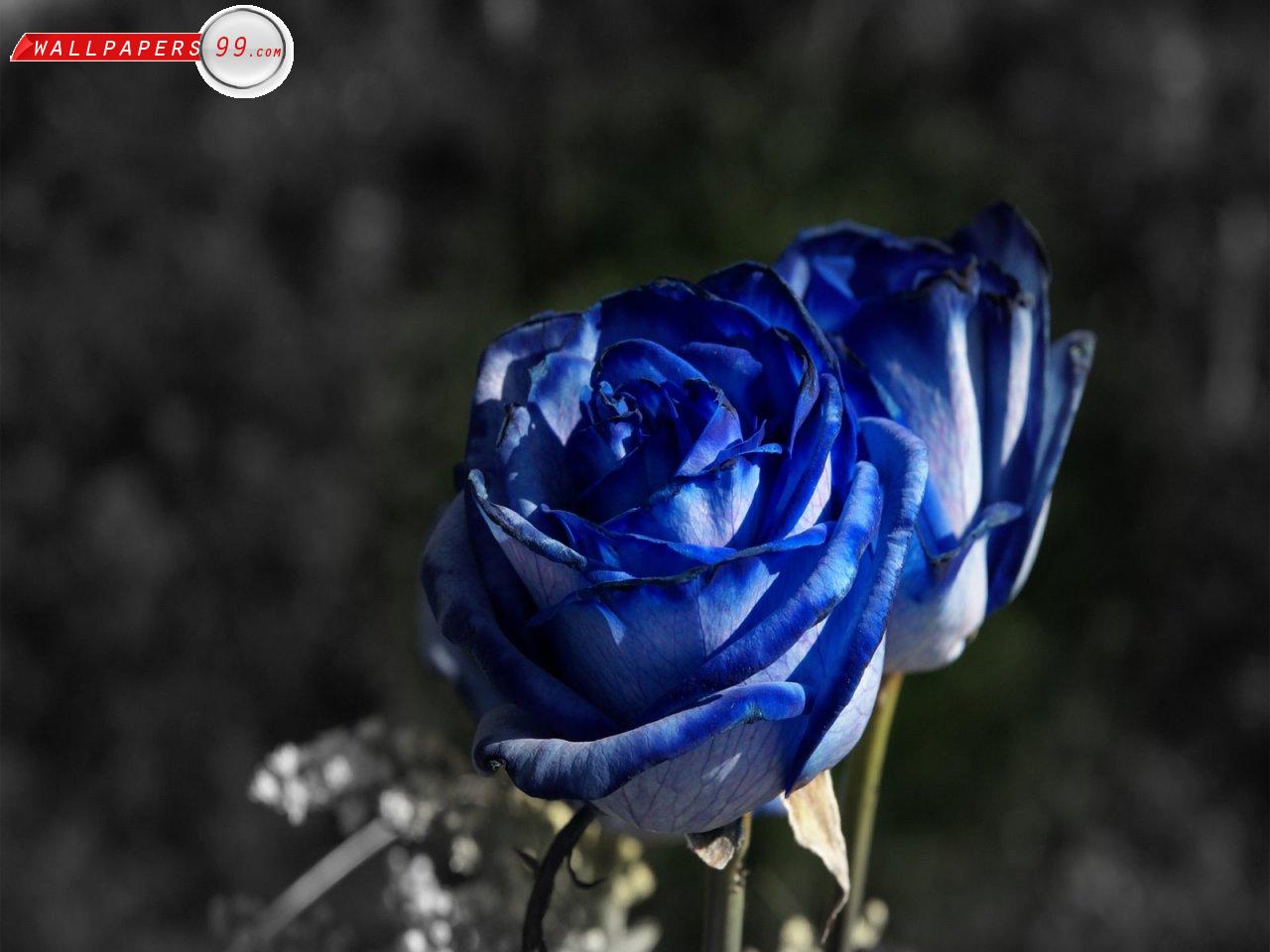 HD Wallpaper of Blue Rose | HD Wallpapers