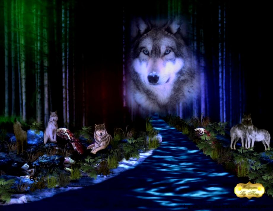 Mystic Forest Natue Wildlife Trails Woods Dogs Background Pictures Mystic Forest Natue Wildlife Trails Woods Dogs Background Pictures