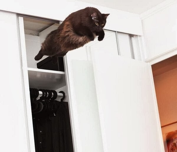 Funny cats - part 88 (40 pics + 10 gifs), cat perfectly timed photo jumping from closet