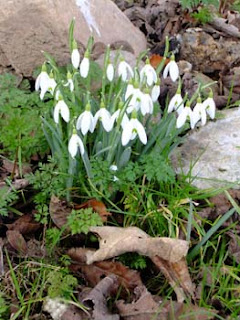 bunch of snowdrops