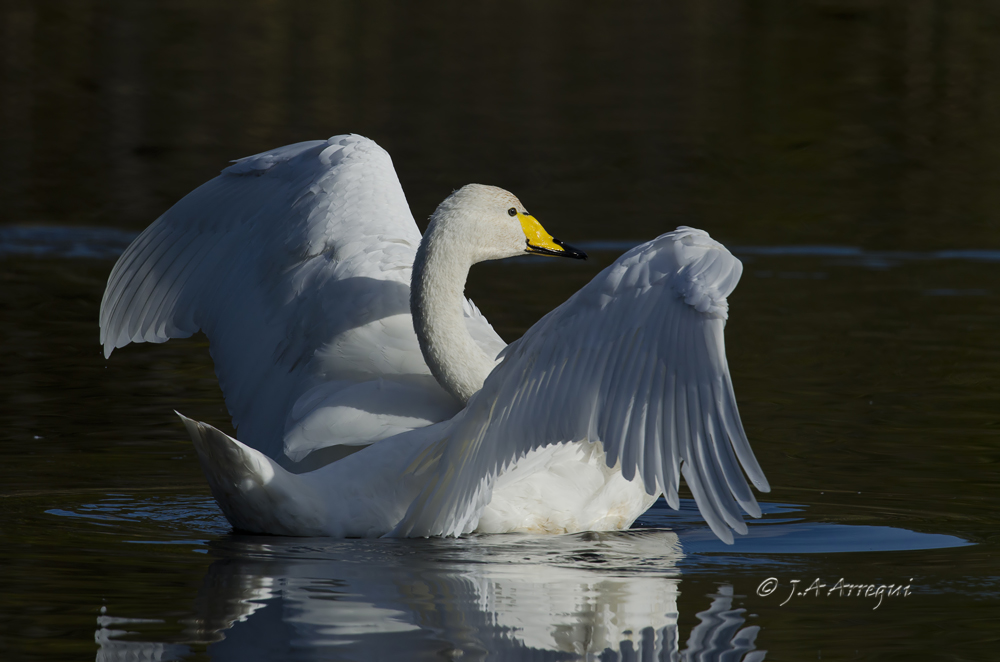 Cisne cantor, Cygnus cygnus, Whooper Swan Cisne cantor, Cygnus cygnus, Whooper Swan