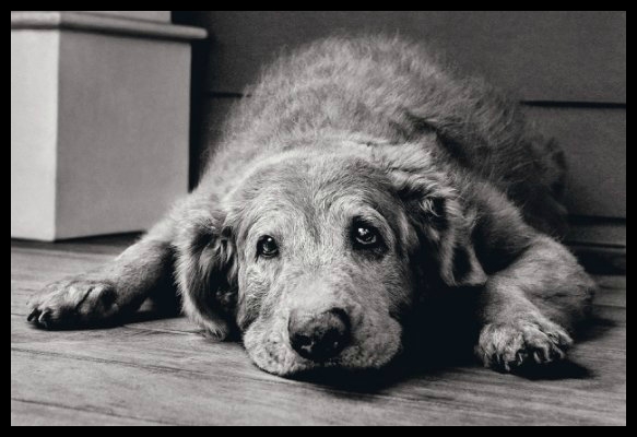 BeFunky_old-dog.jpg