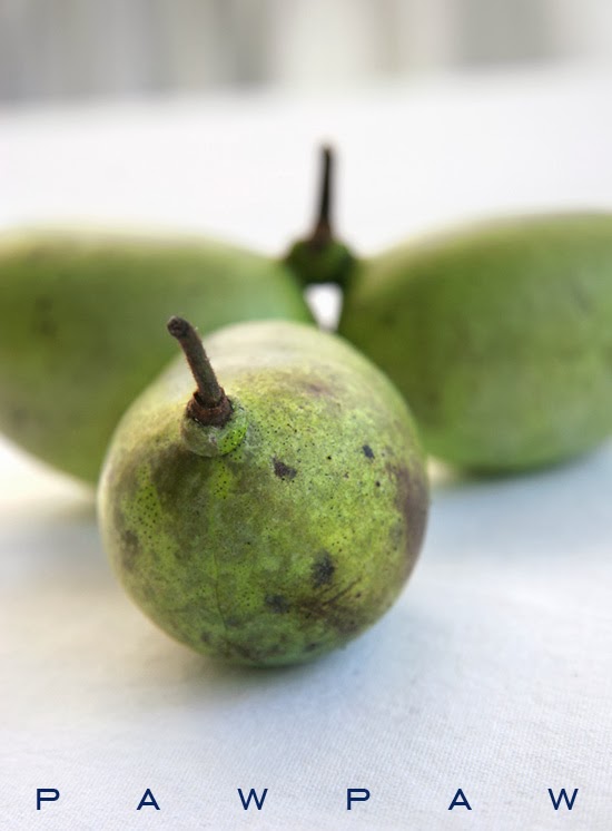 Nessy Designs Pawpaw