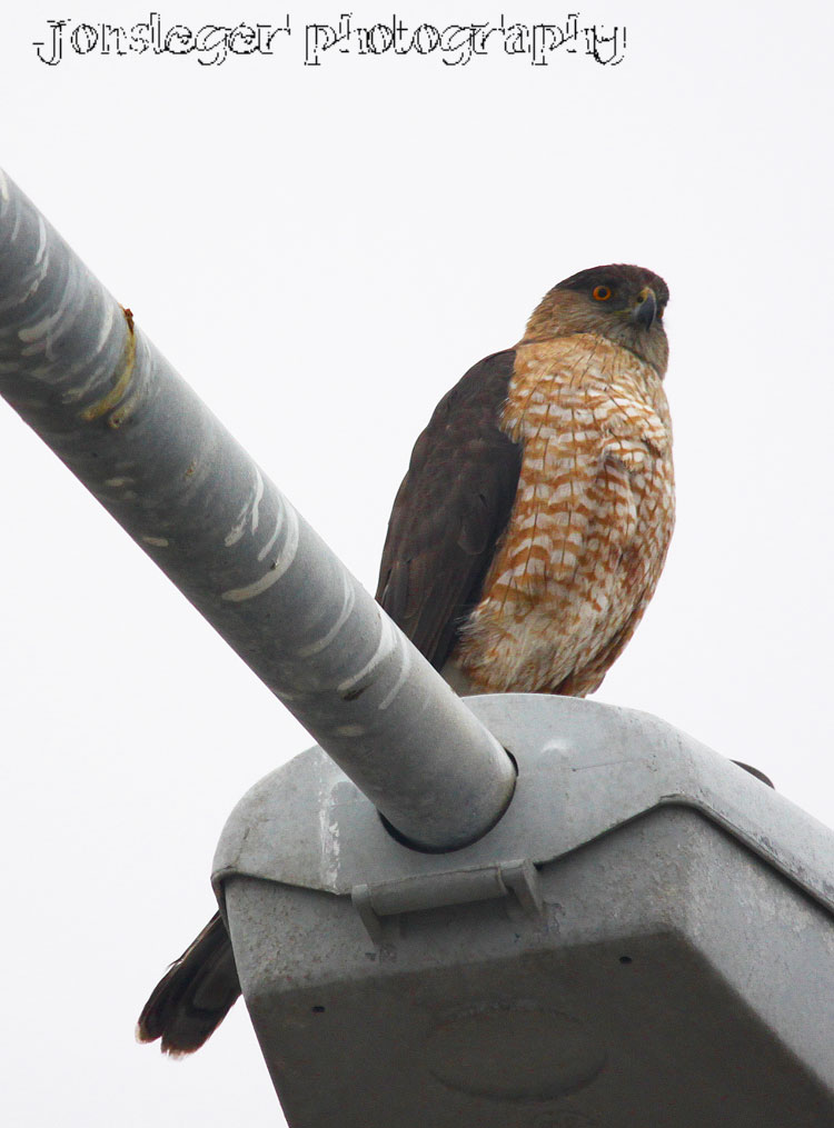 Northern Illinois Birder Cooper's Hawk Western Birds