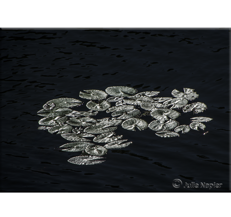 Silver Coins upon the Waters