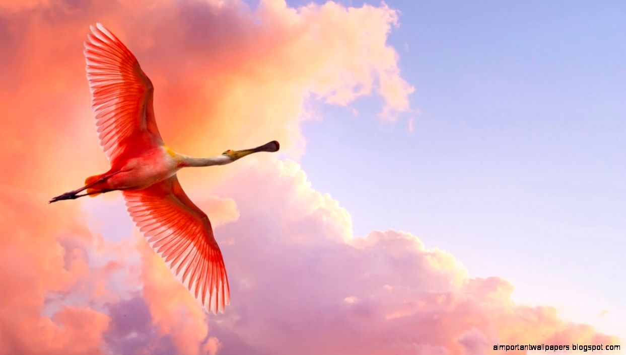 Beautiful Birds Flying HD desktop wallpaper High Definition Beautiful Birds Flying HD desktop wallpaper High Definition