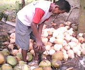 petani kopra sedang mengupas kelapa