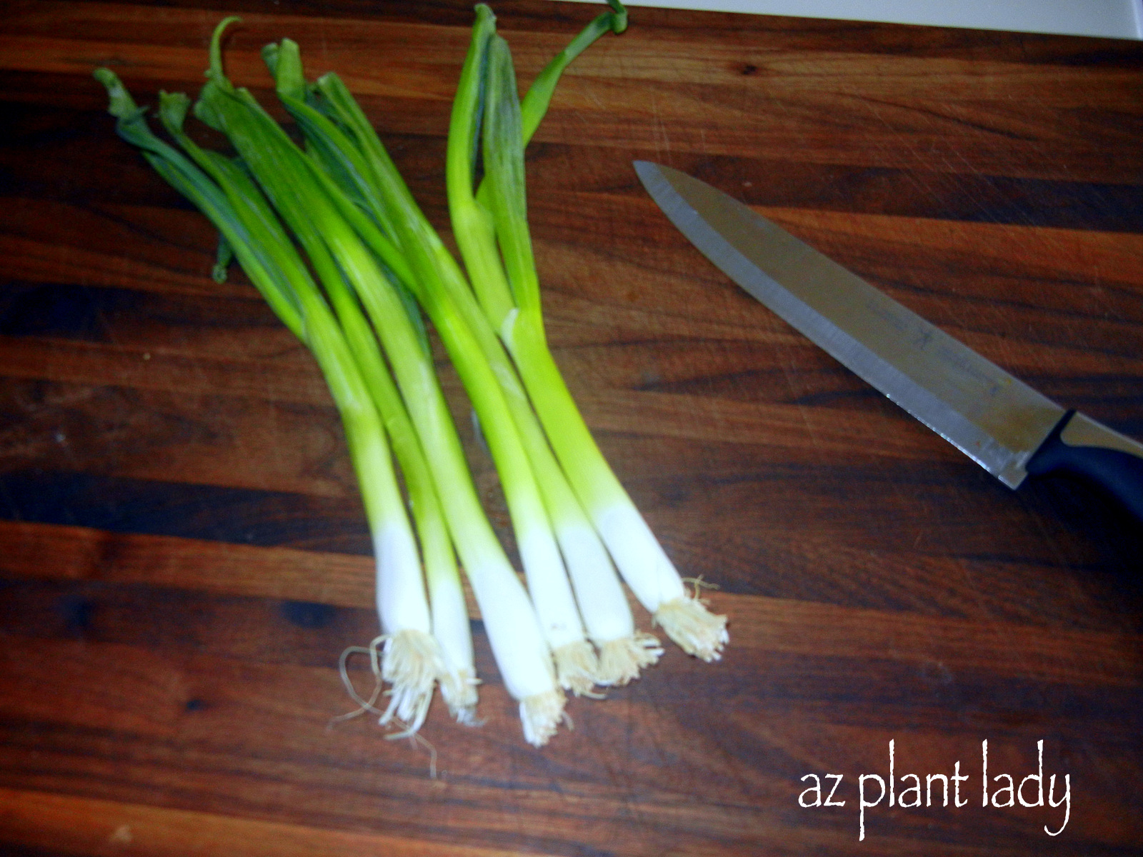 ReGrow Your Green Onions Ramblings from a Desert Garden