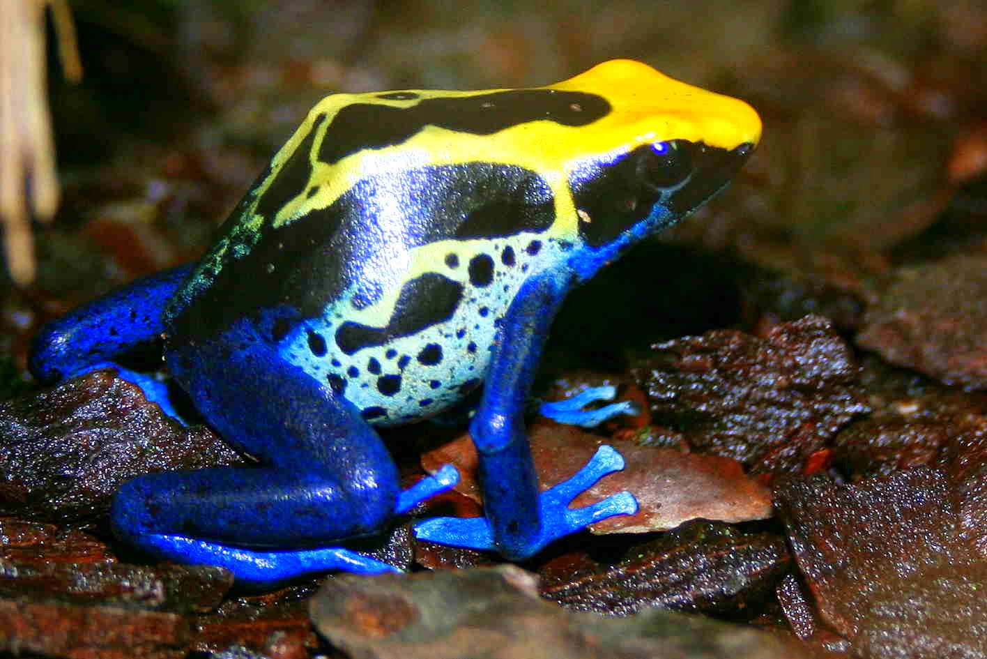 Top 10 Beautiful and Deadly Frogs Most Beautiful