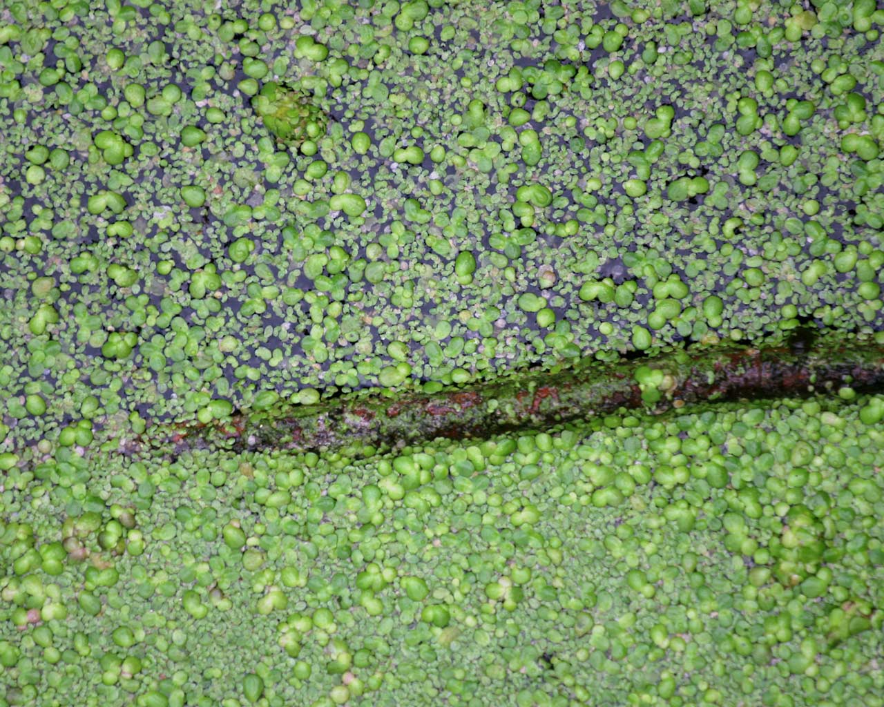 Pond Algae Pictures
