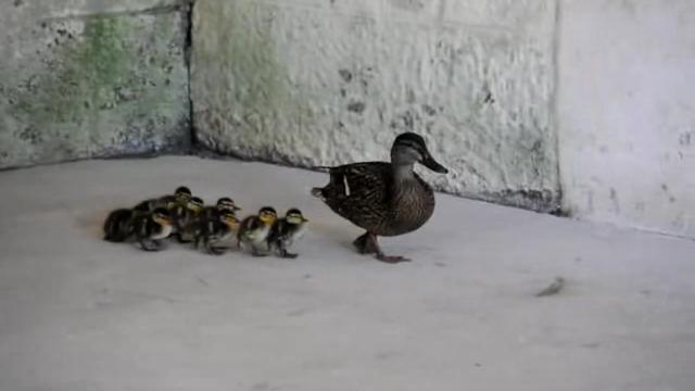 Ducks Imprinting Frequently happens when following their parents. Ducks Imprinting Frequently happens when following their parents.