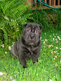 Shar Pei Puppy Picture