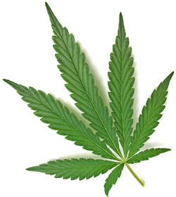 Weed Leaf Template