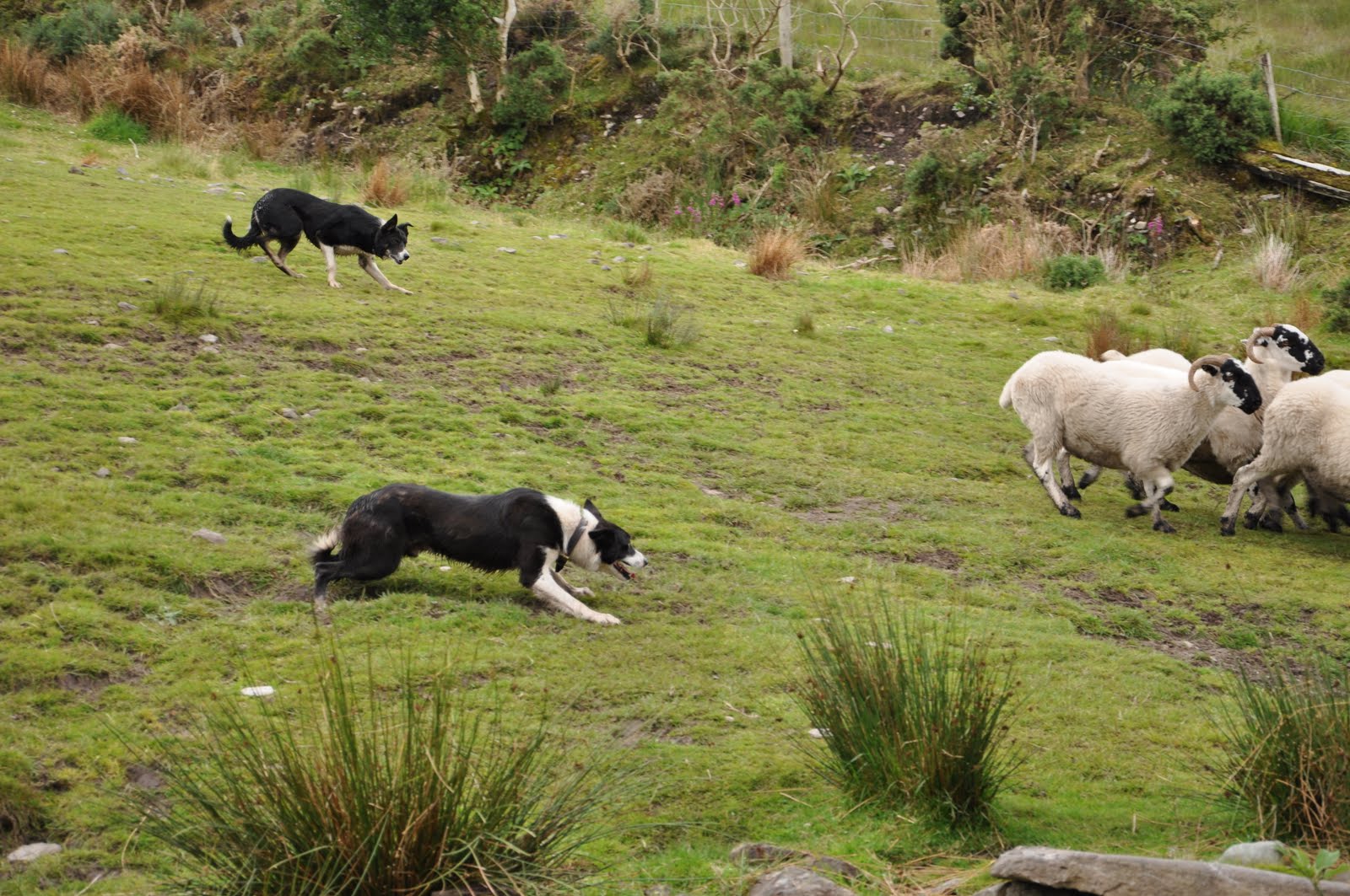 next  the shepherd had one of the dogs move the sheep from side to side