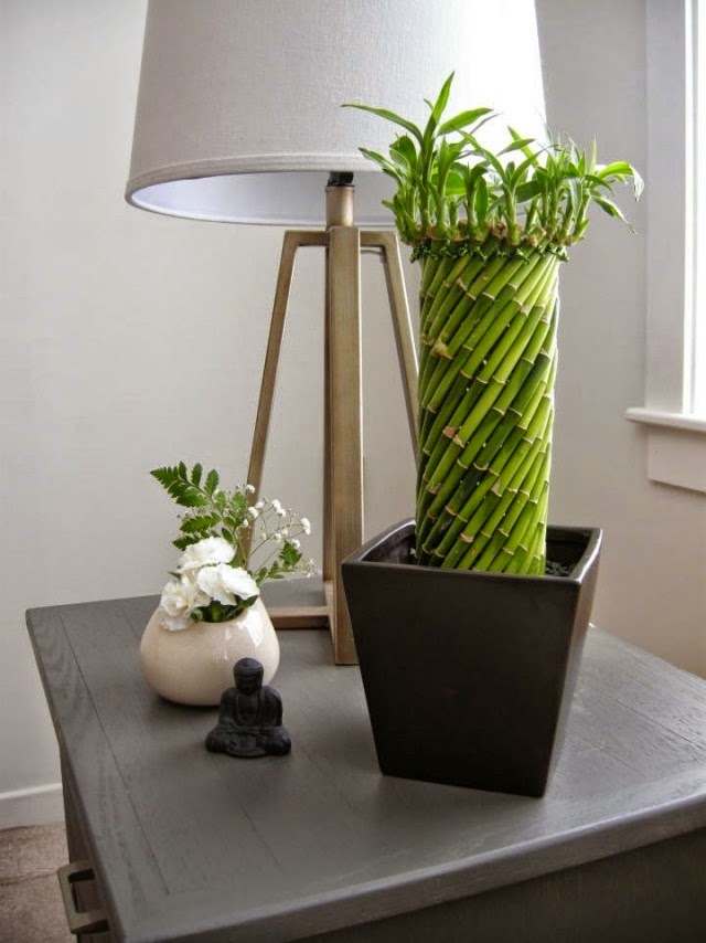 Lucky Bamboo Care Learn More About This Lucky Charm ! Houzz Home
