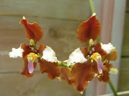 Beautiful Wallpapers: orchid flower wallpaper