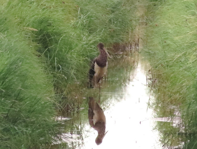 Black Stork - Sunk Island, Yorkshire