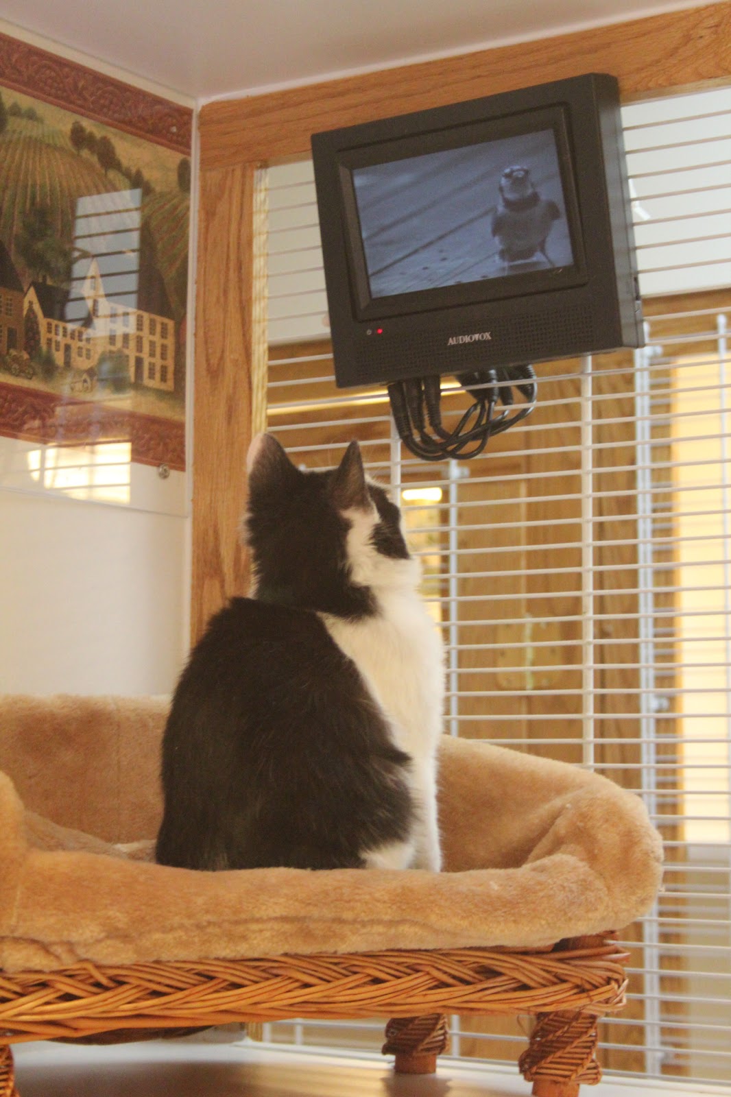 If They Could Talk Couch Potato Pet TV for Cats and Dogs?