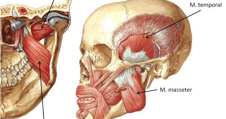 Anatoma Dental, Rafael Esponda Vila booksmedicos