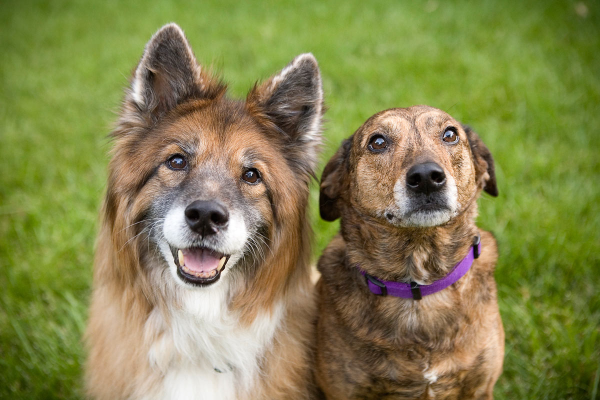 Pets Smart Pets Smart
