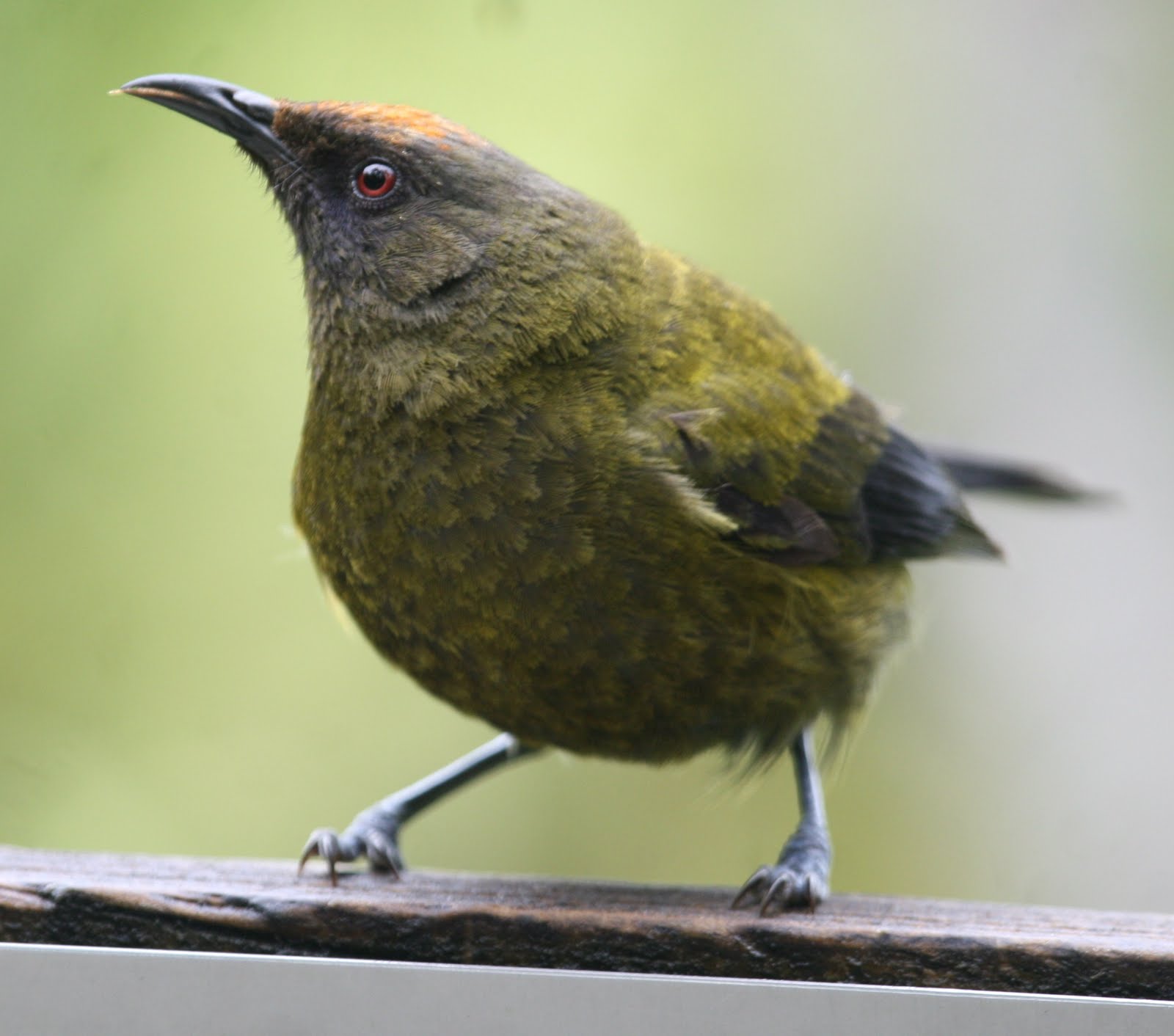 New Zealand Bellbird
