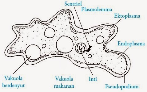 Bagaimana cara amoeba sp menangkap dan mencerna makanannya